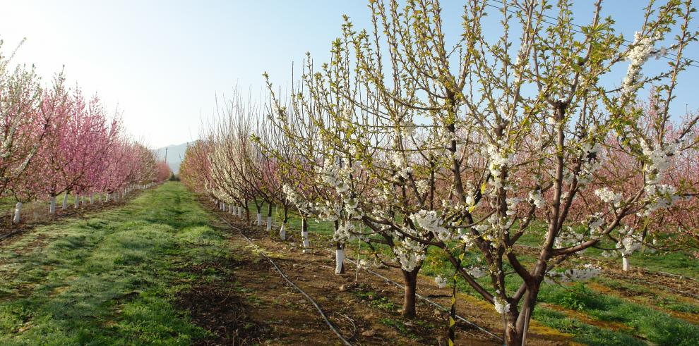 variedad fruta