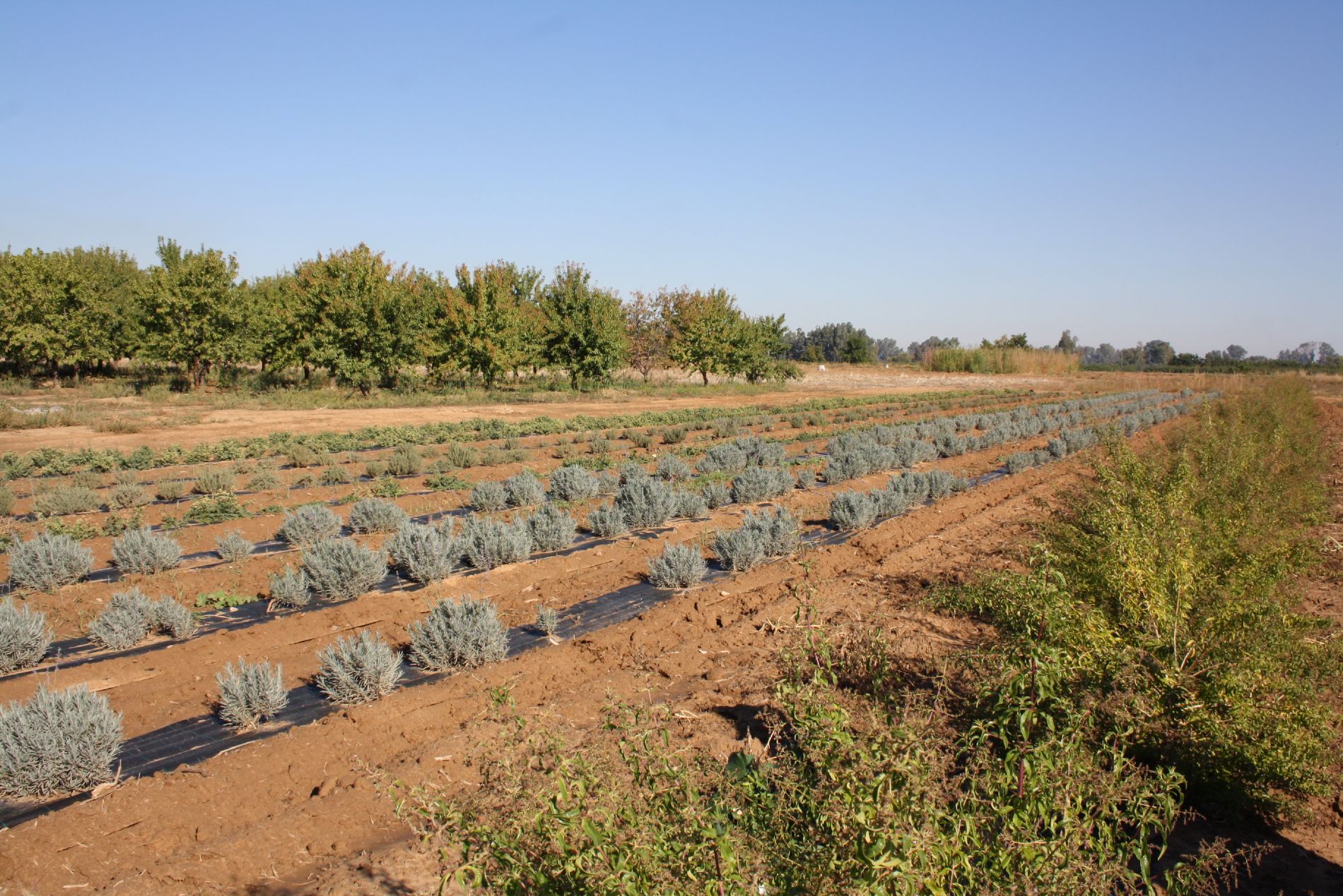 Campo de ensayo