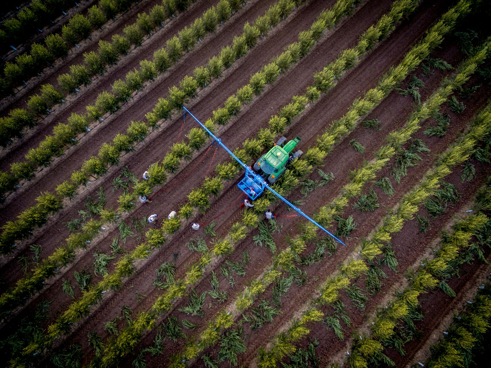 xylella